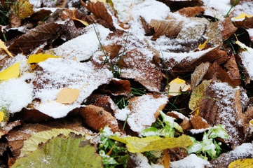 Autumn leaves under first snow on the ground