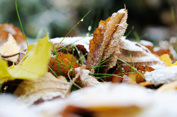 Autumn leaves under first snow on the ground