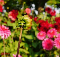 Dahlienknospe von hinten
