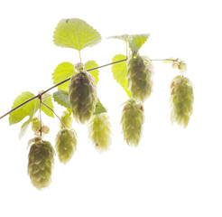 Twig of hops