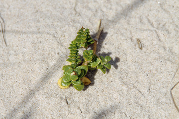 Am Strand unterwegs