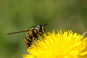 Syrphe pollinisant une fleur