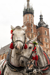 Fototapeta Pferde in Krakau obraz