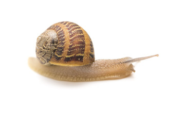 small snail
