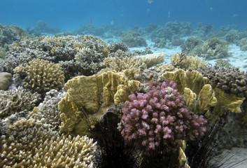 Fototapeta na wymiar Photo of a coral colony