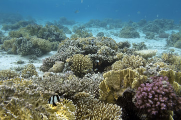 Tropical fish and Hard corals