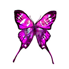 butterflies design