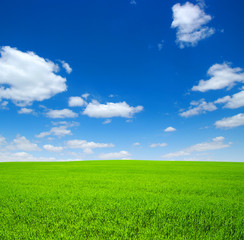Obraz premium field