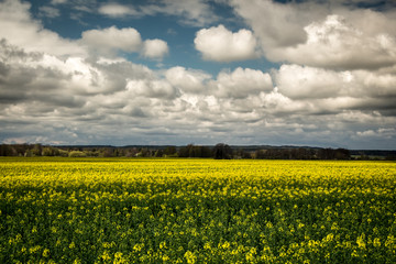 field of rapeseed with beautiful sky - landscape format - obrazy, fototapety, plakaty