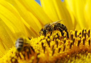 bee in the sunflower