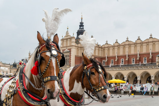 Fototapeta Pferde in Krakau