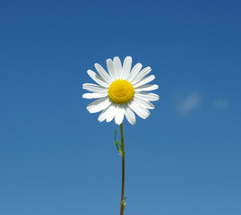 White camomiles