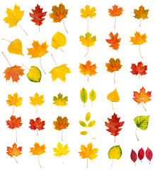 Obraz premium Big autumn leaves set