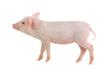 pig