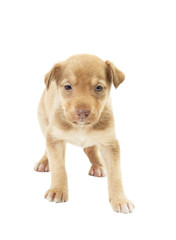 funny cute puppy unsure standing on all fours on a white backgro