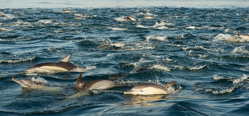 Fototapeta premium Dolphins, swimming in the ocean