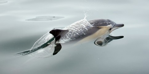 Dolphin, swimming in the ocean