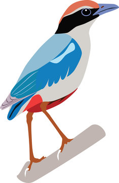 Fairy Pitta vector