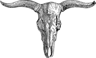 Vintage illustration bull skull