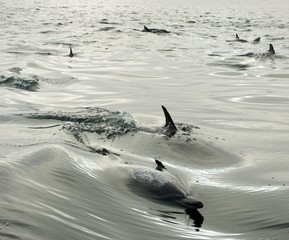 Fototapeta premium Dolphin, swimming in the ocean