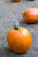 Halloween Pumpkin