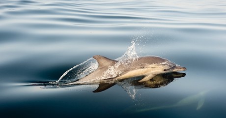 Naklejka premium Dolphin, swimming in the ocean
