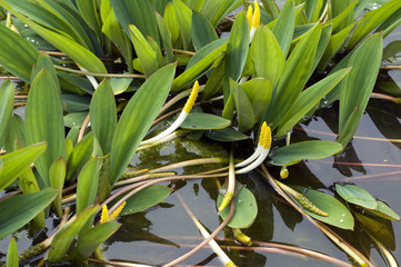Goldkeule, Wassergoldkeule, Orontium, aquaticum