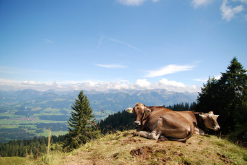 Fototapeta na wymiar Kühe in Allgäuer Alpen