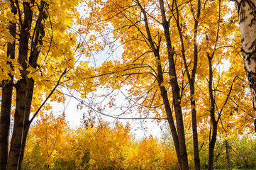 Panele Szklane Podświetlane  Jesienny krajobraz