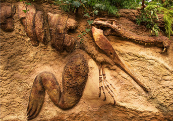 Crocodile fossil in sandstone