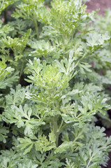 Wermut; Artemisia Absinthium;