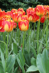 tulipani