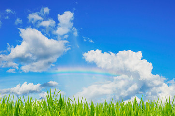Obraz na płótnie Canvas Green grass over a blue sky background and rainbow