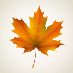 Single isolated autumn maple leaf