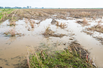 Flooded maize stubble field