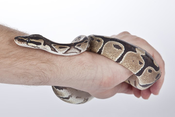 Obraz premium Ball Python on the hand with white background