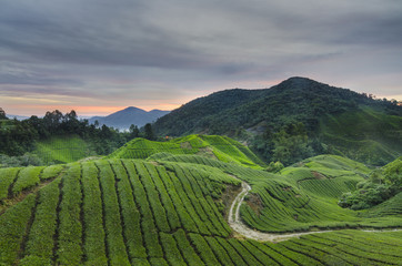 Fototapeta premium Tea plantation Cameron highlands, Malaysia