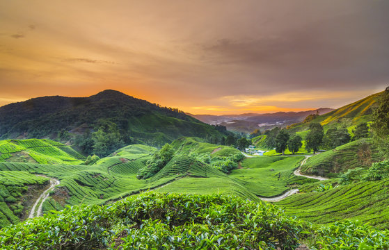 Tea plantation Cameron highlands, Malaysia
