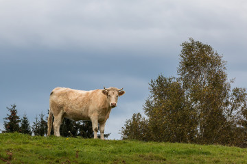 vache au pré