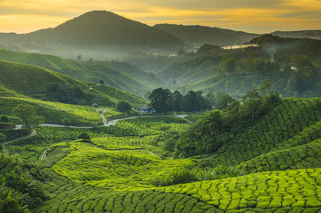 Tea plantation Cameron highlands, Malaysia - obrazy, fototapety, plakaty