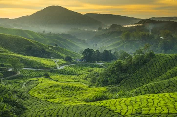 Gordijnen Theeplantage Cameron Highlands, Maleisië © cescassawin