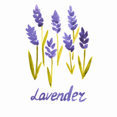 watercolor lavender pattern - 72005914