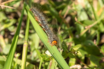 Slug caterpillars eating leaves