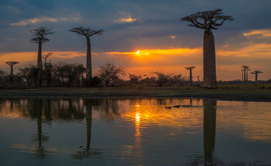 Sonnenuntergang über der Allee der Baobabs, Madagaskar.