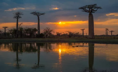 Abwaschbare Fototapete Baobab Sonnenuntergang über der Allee der Baobabs, Madagaskar.
