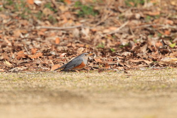 Grey-backed Thrush (Turdus hortulorum) in Japan