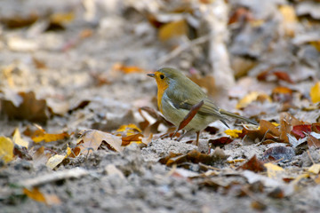 Robin bird