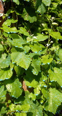 Bouillie bordelaise sur vigne