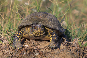 European bog turtle (emys orbicularis)