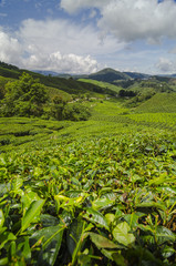 Fototapeta na wymiar Tea plantation Cameron highlands, Malaysia